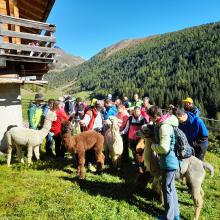 Die Teilnehmer begrüßen die Lamas.