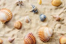 Muscheln