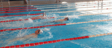 nuotatori in piscina