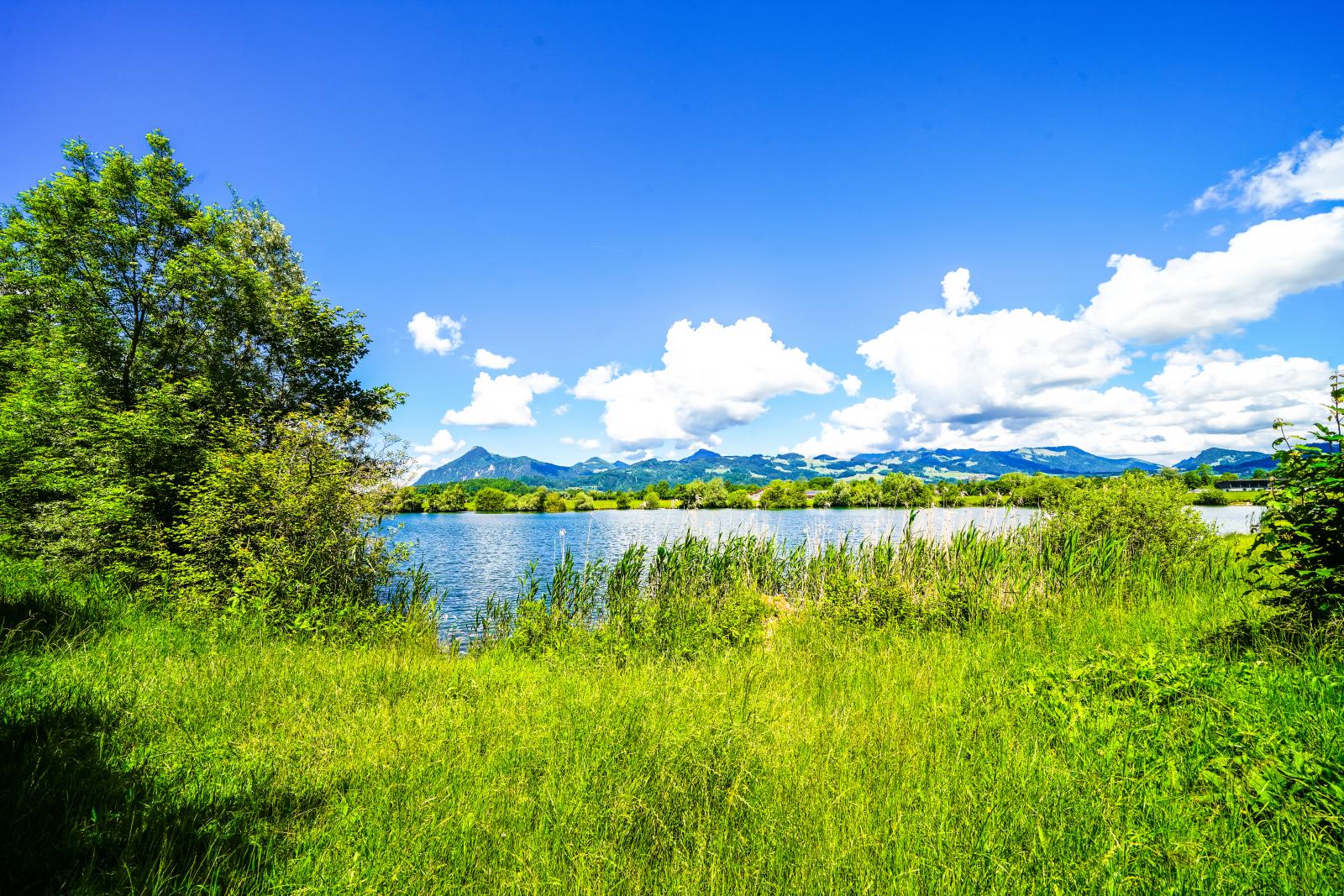 Un prato verde e un lago.