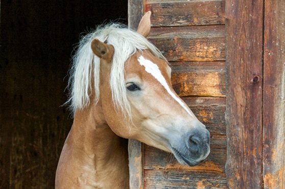 Ein Pferd. 